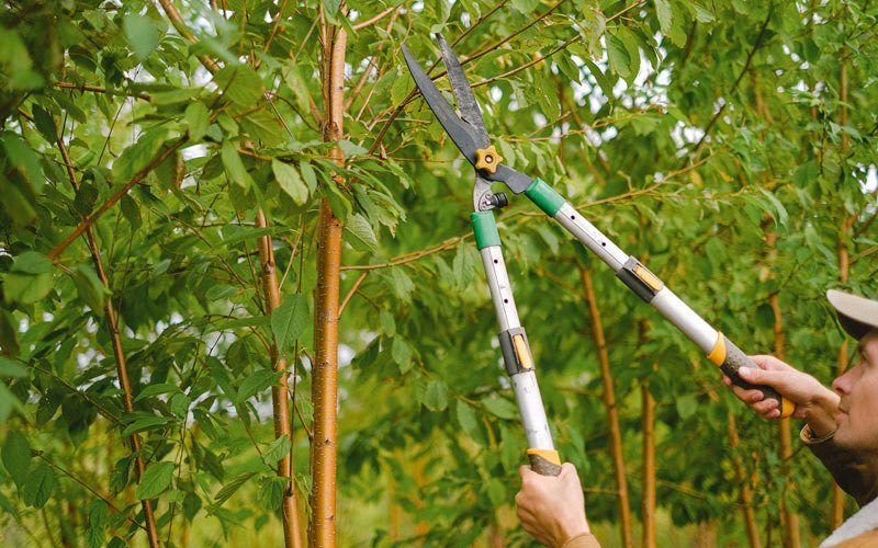 Tree trimming in Laurel, NE